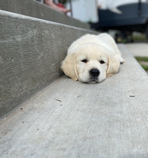 Unraveling the Mystery of Pet Anxiety -Causes and Solutions